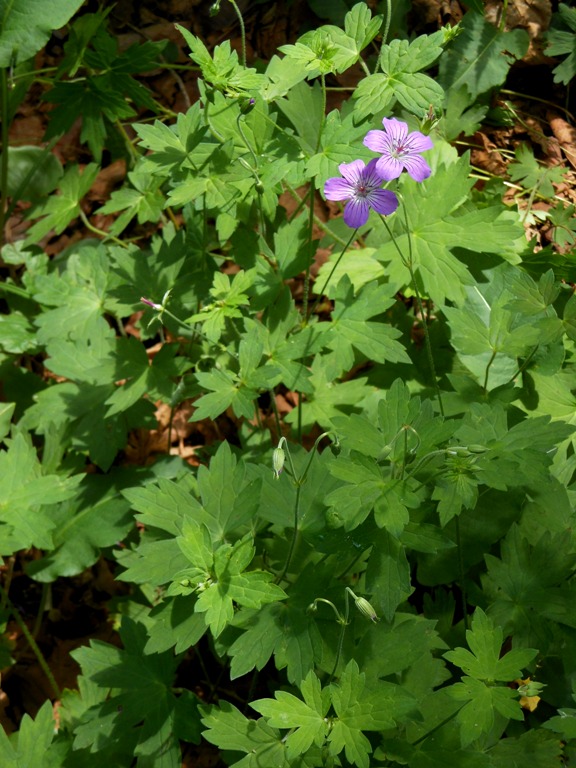 Изображение особи Geranium wlassovianum.