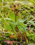 Sibbaldia procumbens. Плодоносящее растение. Полярный Урал, верховья р. Большой Ханмей. 11.08.2012.