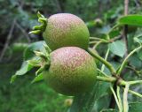 Pyrus ussuriensis. Плоды. Иркутск, посадка вдоль улицы. 23.07.2012.