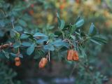 Halimodendron halodendron. Ветвь с плодами. Узбекистан, г. Ташкент, пос. Улугбек. 27.09.2012.