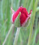 Ranunculus asiaticus. Раскрывающийся бутон. Израиль, г. Беэр-Шева, рудеральное местообитание. 06.03.2013.