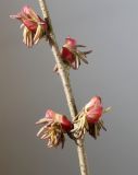Cercidiphyllum japonicum. Средняя часть веточки с тычиночными цветками. Германия, г. Кемпен, в парке. 14.04.2013.