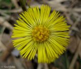 Tussilago farfara. Соцветие-корзинка. Украина, г. Киев, НПП \"Голосеевский\", песчаная терраса Днепра, сосновый лес. 20 апреля 2013 г.