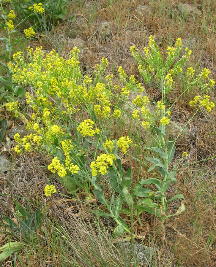 Изображение особи Isatis tinctoria.