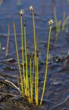 Eleocharis septentrionalis