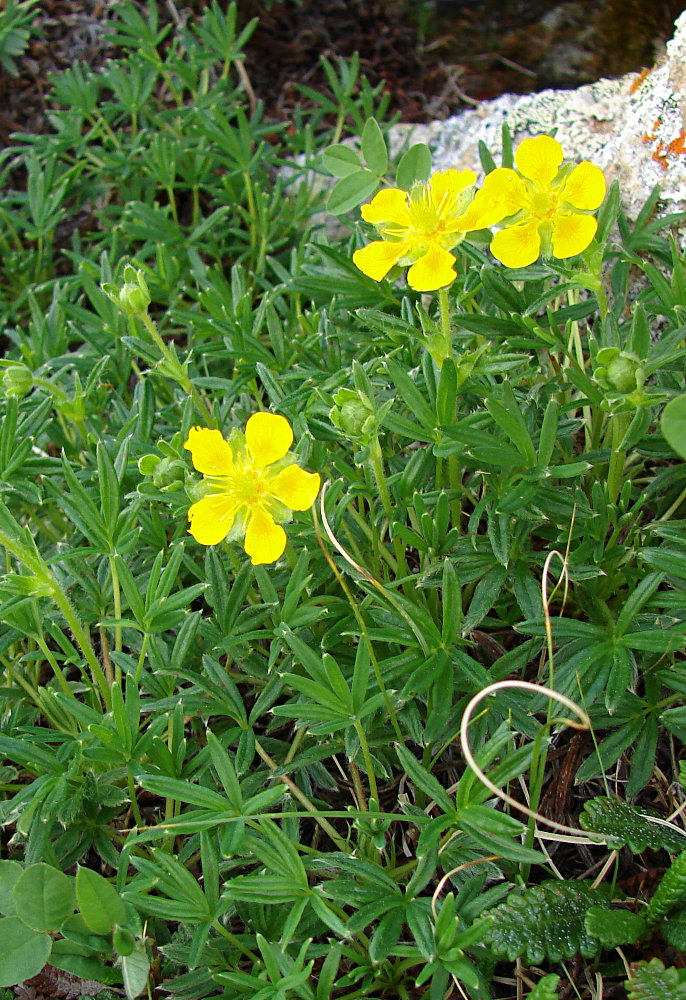 Изображение особи Potentilla biflora.