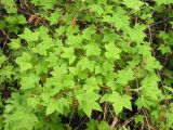 Ribes pallidiflorum