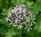 Allium tel-avivense