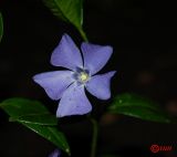 Vinca minor