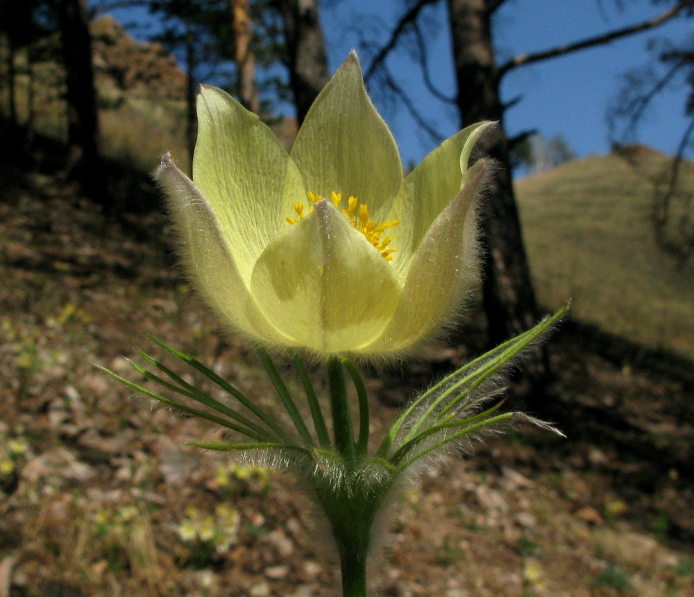 Изображение особи Pulsatilla orientali-sibirica.