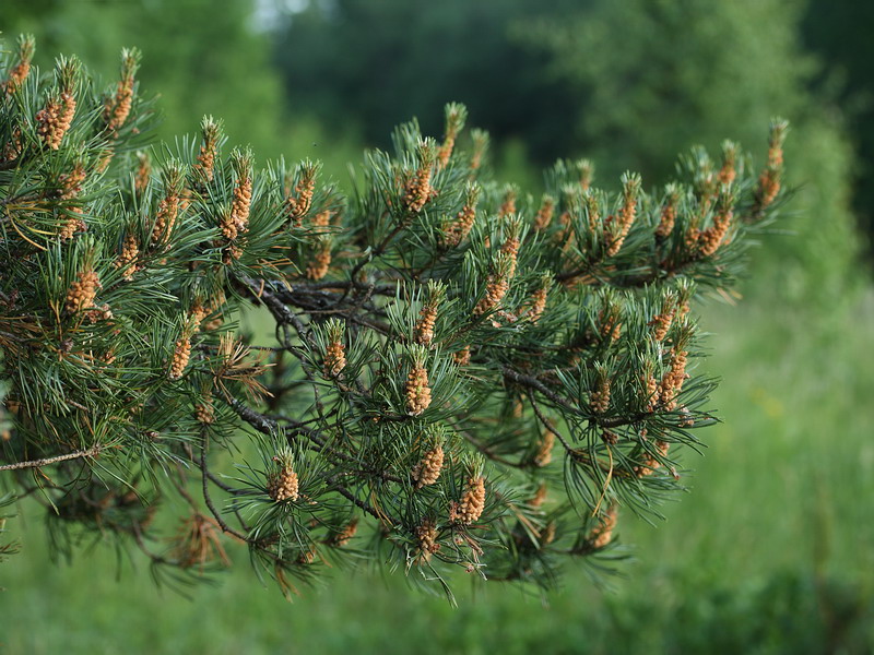 Изображение особи Pinus sylvestris.