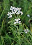 Achillea cartilaginea. Верхушка цветущего растения. Республика Коми, берег р. Печора в окр. села Усть-Илыч. 22.08.2014.