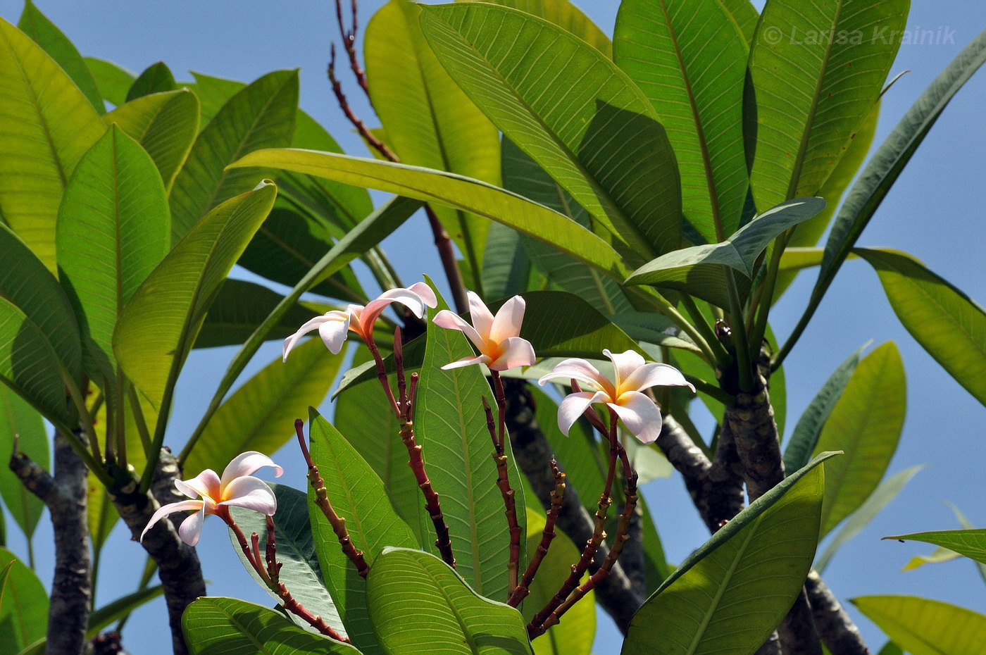 Изображение особи Plumeria rubra.