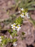 род Euphrasia. Верхушка цветущего растения. Кыргызстан, Нарынская обл., левый берег долины р. Нарын, окр. с. Таш-Башат. 07.07.2015.