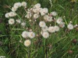 Erigeron acris