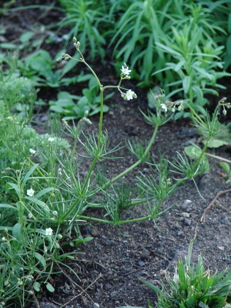 Изображение особи Spergula arvensis.