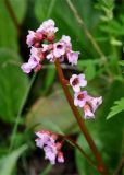 Bergenia crassifolia. Соцветие. Бурятия, Окинский р-н, падь Хи-Гол, ≈ 2000 м н.у.м., опушка лиственничного леса. 11.07.2015.