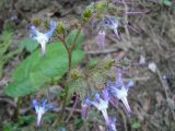 Trachystemon orientalis. Соцветие. Краснодарский край, г. Сочи. Лазаревский р-н, горный лес. 26.03.2016.