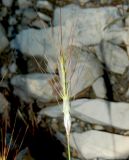 Aegilops variety hirta