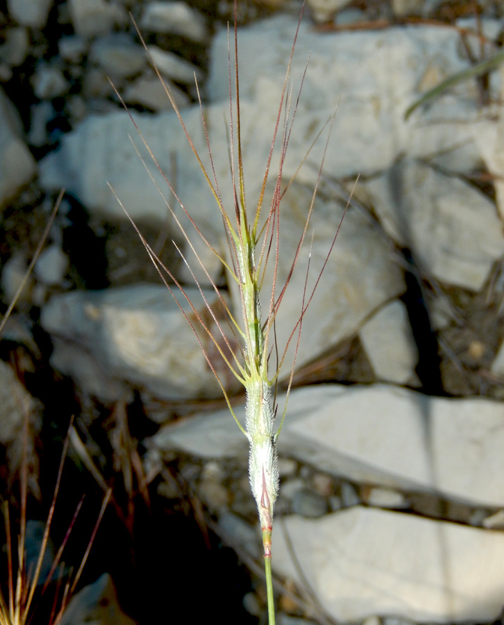 Изображение особи Aegilops triuncialis var. hirta.