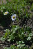 Bellis caerulescens. Цветущие растения. Мурманск, МАГУ, в культуре. 27.05.2016.