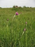 Cirsium dissectum