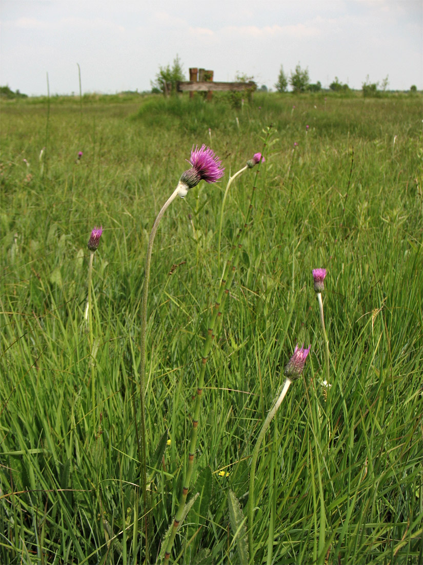 Изображение особи Cirsium dissectum.