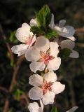 Cerasus tomentosa. Верхушка побега с цветками. Приморский край, Спасский р-н, окр. с. Хвалынка, лесозащитная полоса (ушедшее из культуры). 29.04.2015.