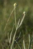 Ranunculus illyricus