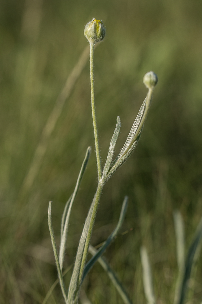Image of Ranunculus illyricus specimen.