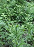 Cynoglossum officinale