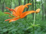 Lilium distichum