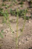 Lepidium densiflorum