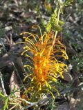 Grevillea tenuiloba