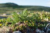 Oxytropis sordida. Вегетирующее растение в сообществе с лишайниками и Salix herbacea. Мурманская обл., Кольский р-н, окр. Столбового оз., малоснежная воронично-лишайниковая тундра. 24.07.2016.