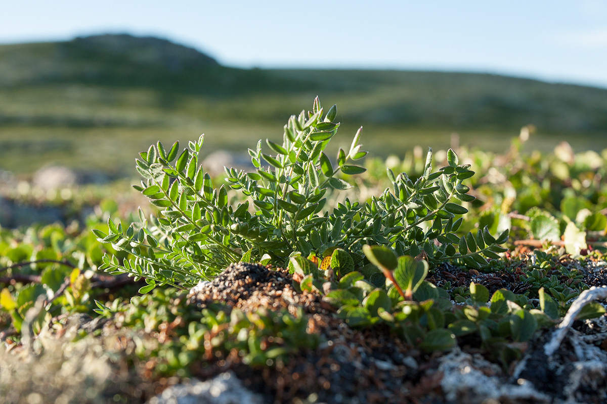 Изображение особи Oxytropis sordida.