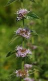 Mentha arvensis