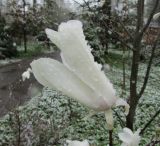 Magnolia salicifolia