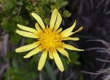 Scorzonera humilis. Соцветие. Чехия, Оломоуцкий край, природный заповедник Jeseníky, субальпийский луг. 15.06.2017.