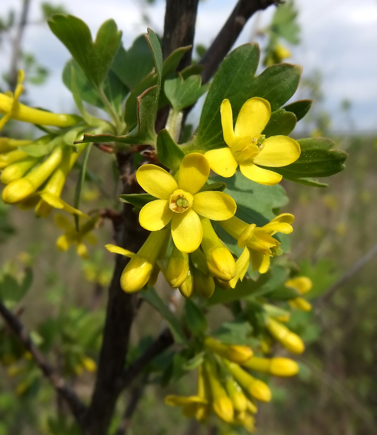 Изображение особи Ribes aureum.