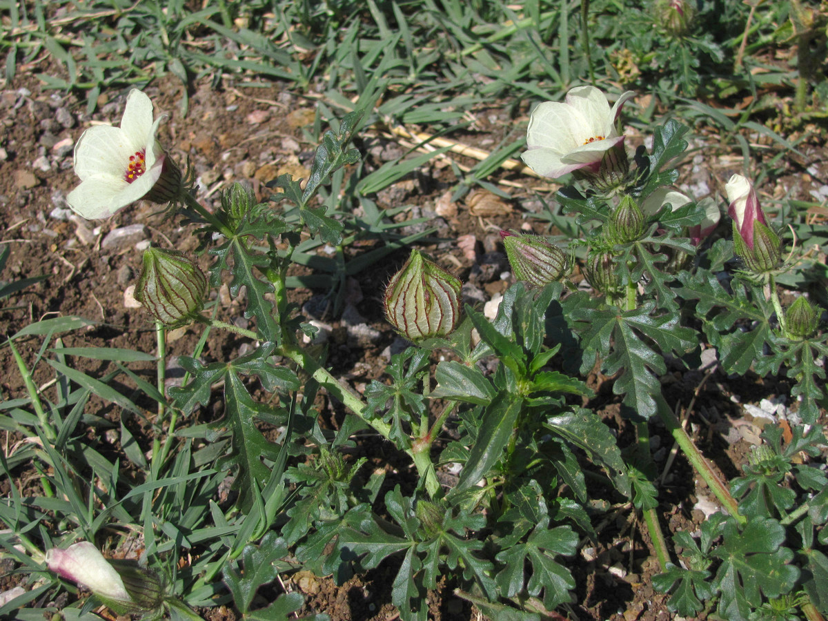 Изображение особи Hibiscus trionum.