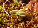 Pinguicula villosa