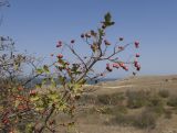 genus Crataegus. Ветвь с созревающими плодами. Крым, Керченский п-ов, Приазовье, Генеральские пляжи, балка в петрофитной степи, сходящая к берегу моря. 18.08.2018.