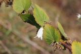 род Campanula. Часть побега с цветком и плодами. Грузия, край Самцхе-Джавахети, Боржомский муниципалитет, окр. устья ручья Читахеви, нижняя часть каменистого сухого склона горы. 09.10.2018.