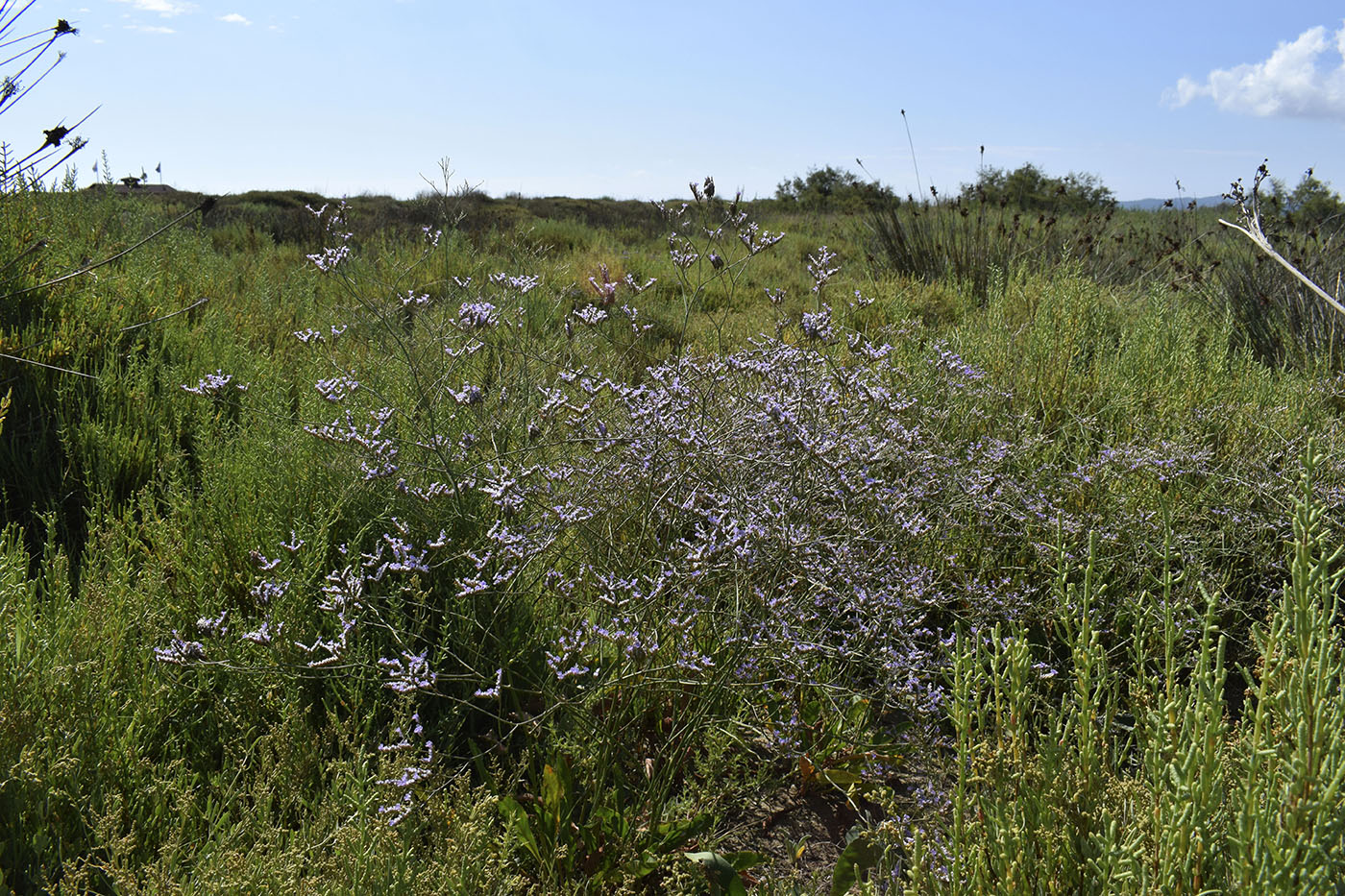 Изображение особи Limonium narbonense.