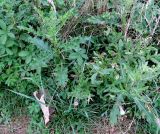 Cirsium arvense