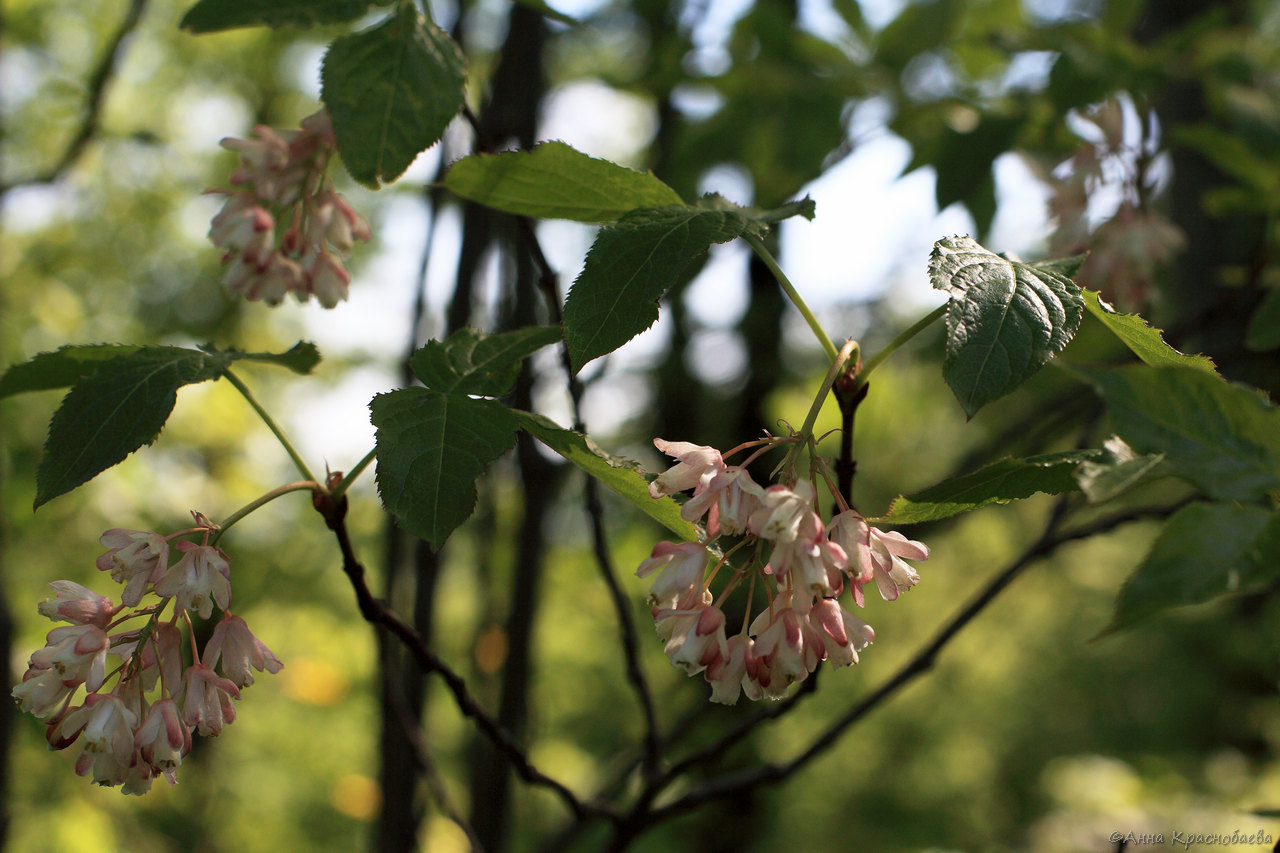 Изображение особи Staphylea pinnata.