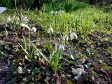 род Galanthus