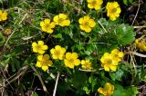 Ranunculus sulphureus. Верхушки цветущих растений. Алтай, Кош-Агачский р-н, долина р. Аккаллу-Озек, ≈ 2500 м н.у.м., горная тундра, берег ручья. 17.06.2019.