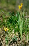 Tulipa anadroma